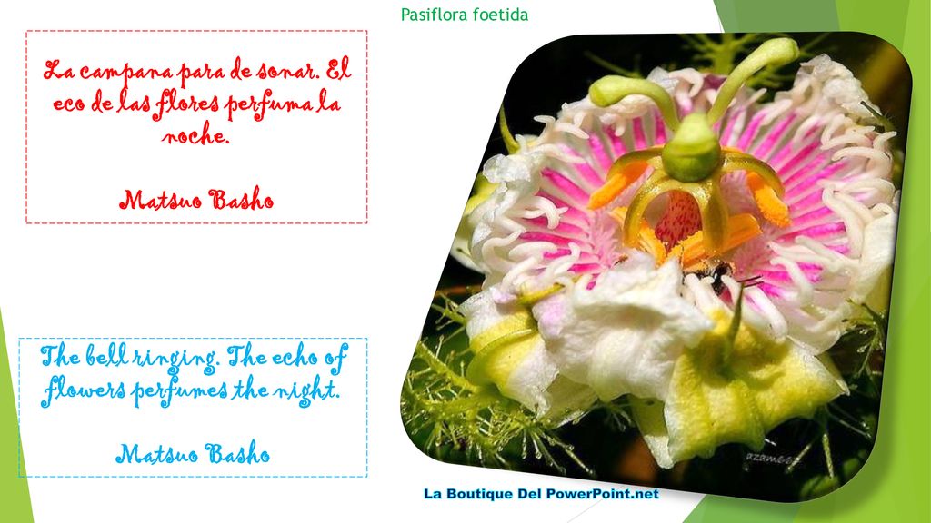 La campana para de sonar. El eco de las flores perfuma la noche.