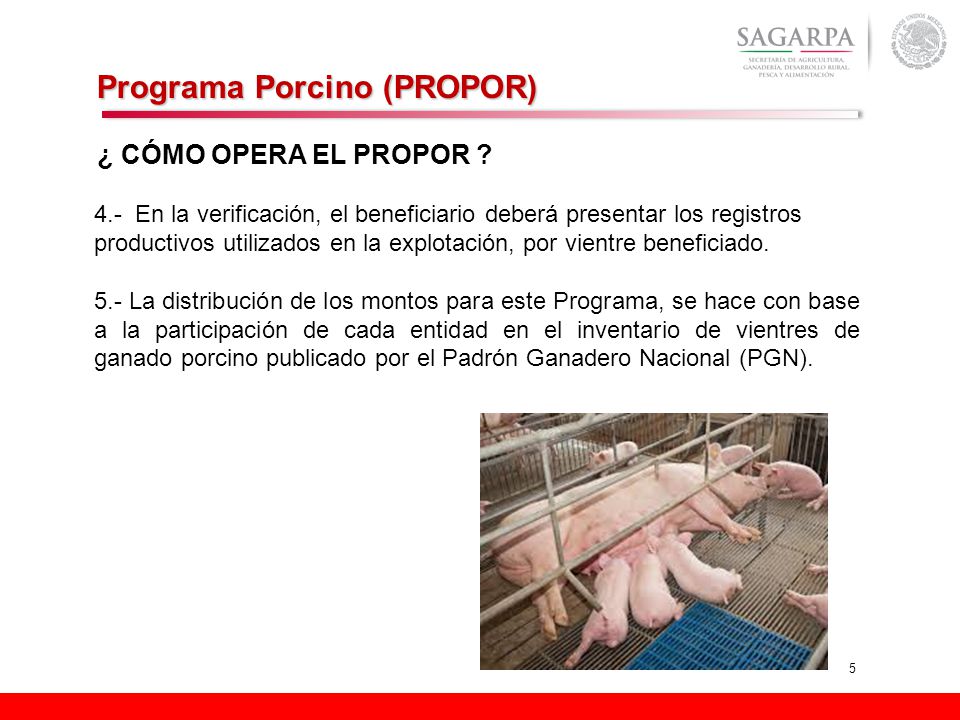 Programa Porcino (PROPOR)