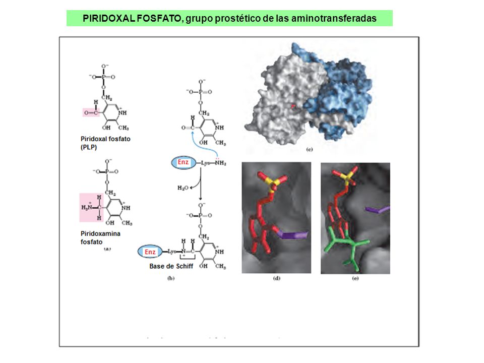 PIRIDOXAL FOSFATO, grupo prostético de las aminotransferadas