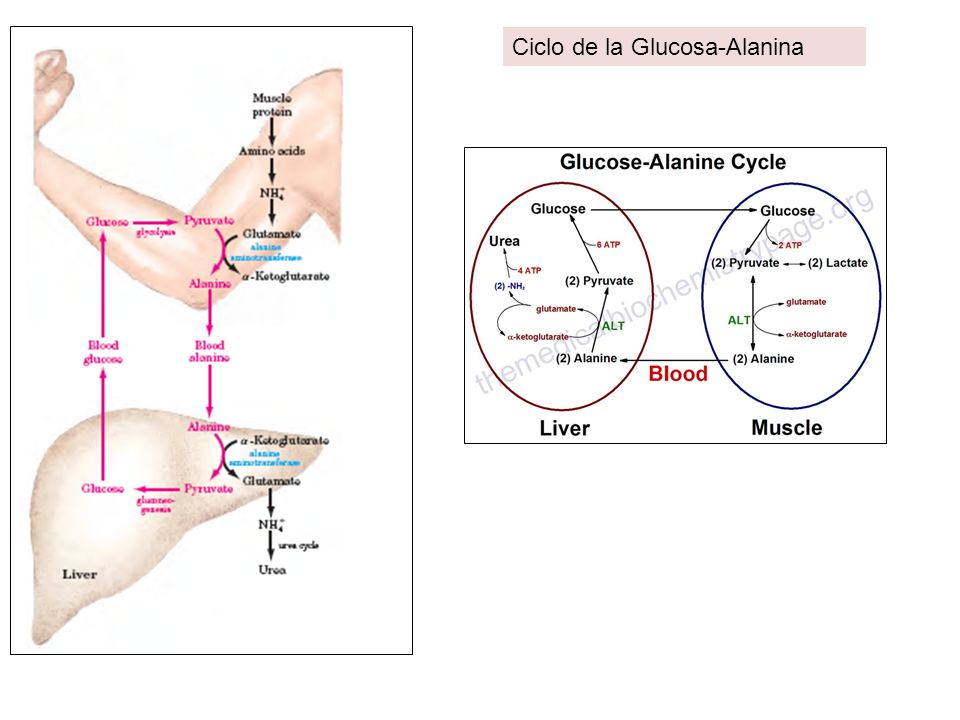 Ciclo de la Glucosa-Alanina