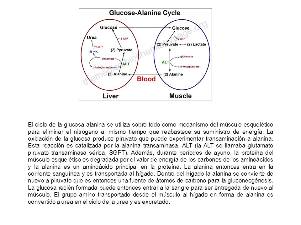 El ciclo de la glucosa-alanina se utiliza sobre todo como mecanismo del músculo esquelético para eliminar el nitrógeno al mismo tiempo que reabastece su suministro de energía.
