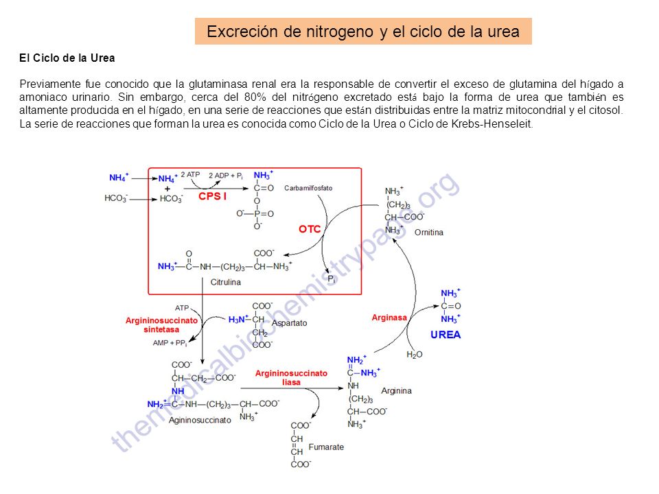 Excreción de nitrogeno y el ciclo de la urea