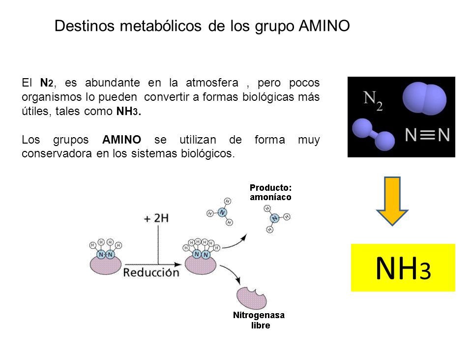 Destinos metabólicos de los grupo AMINO