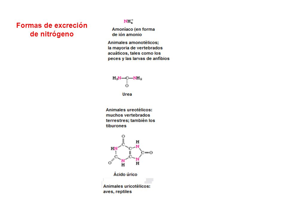 Formas de excreción de nitrógeno