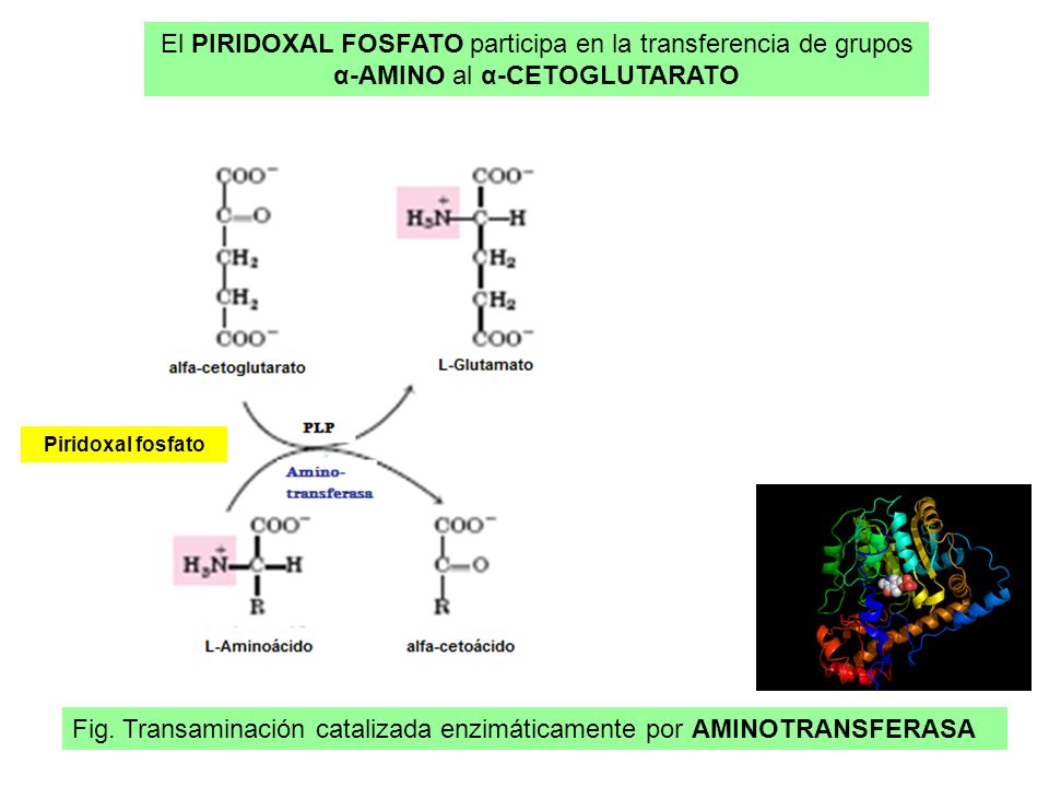 Fig. Transaminación catalizada enzimáticamente por AMINOTRANSFERASA