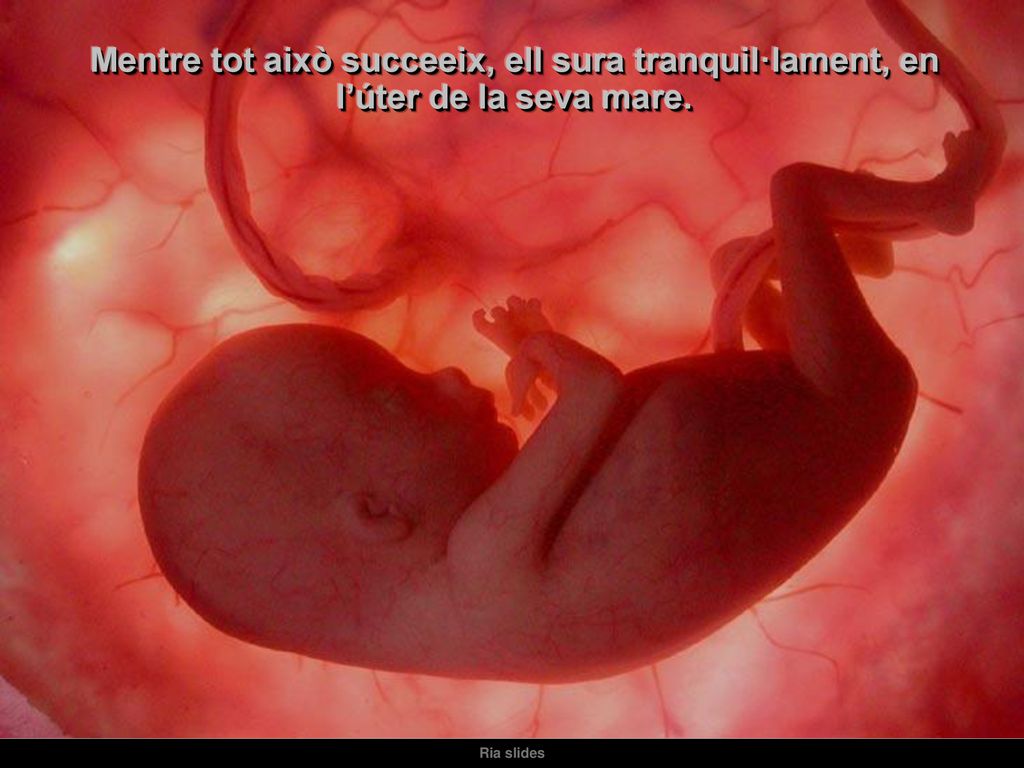 Mentre tot això succeeix, ell sura tranquil·lament, en l’úter de la seva mare.