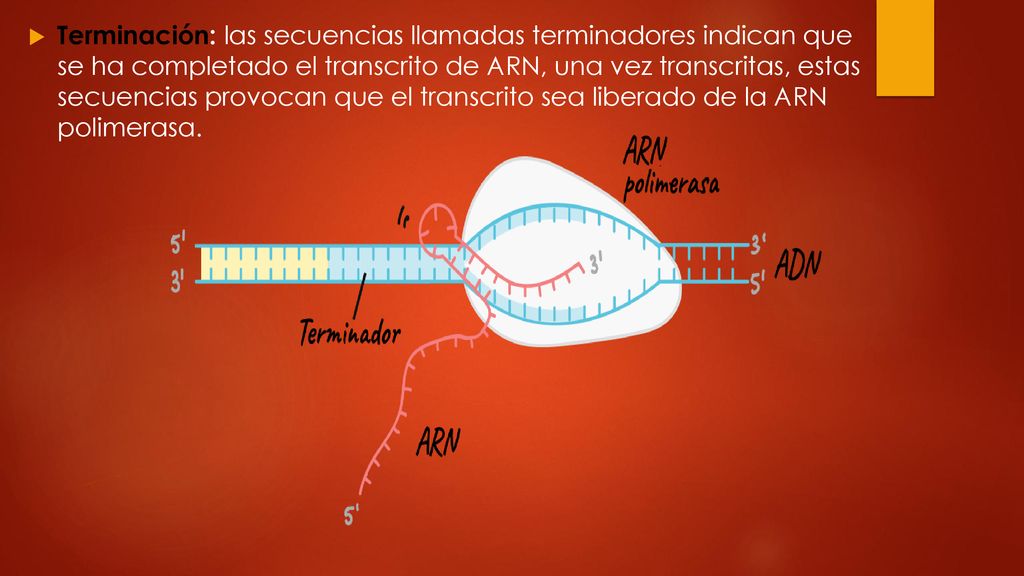 Terminación: las secuencias llamadas terminadores indican que se ha completado el transcrito de ARN, una vez transcritas, estas secuencias provocan que el transcrito sea liberado de la ARN polimerasa.