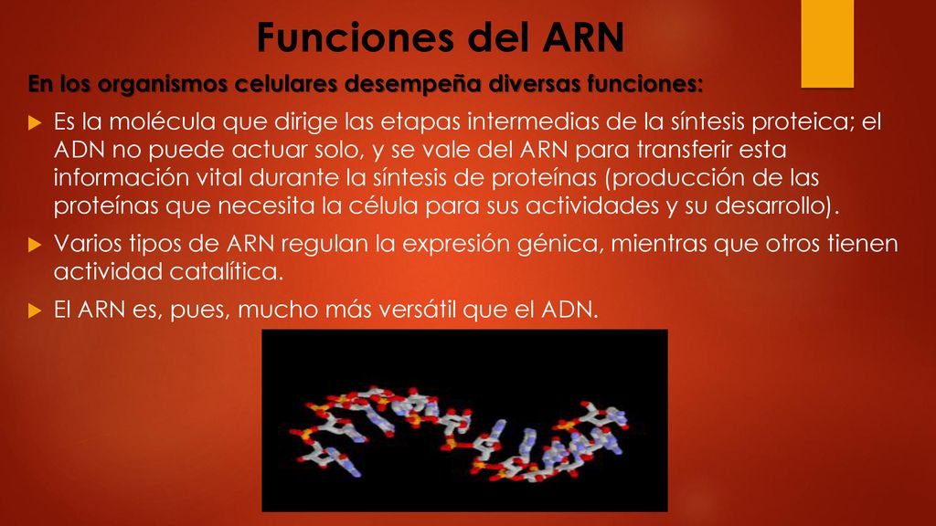 Funciones del ARN En los organismos celulares desempeña diversas funciones: