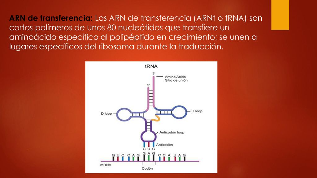 ARN de transferencia: Los ARN de transferencia (ARNt o tRNA) son cortos polímeros de unos 80 nucleótidos que transfiere un aminoácido específico al polipéptido en crecimiento; se unen a lugares específicos del ribosoma durante la traducción.