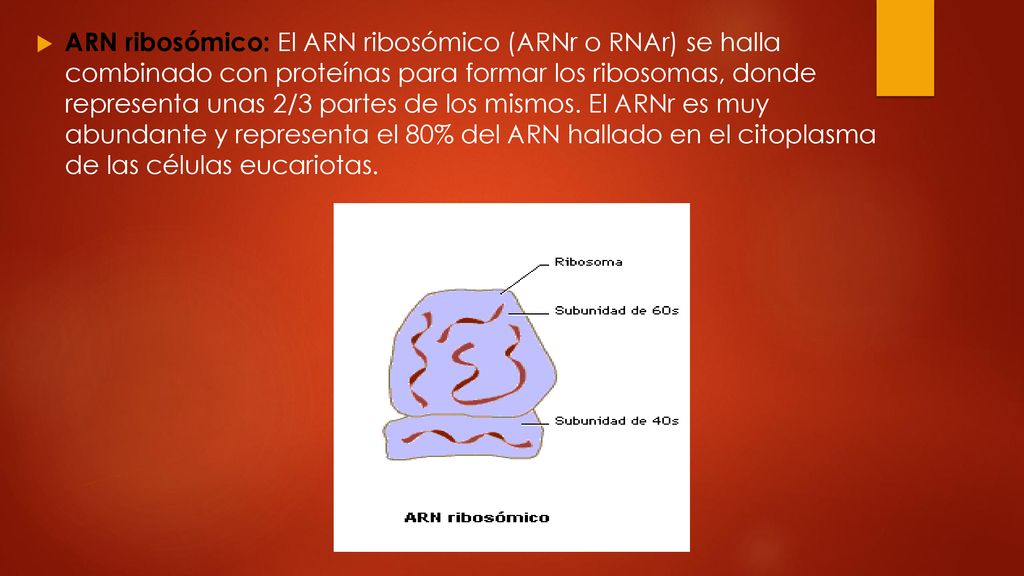ARN ribosómico: El ARN ribosómico (ARNr o RNAr) se halla combinado con proteínas para formar los ribosomas, donde representa unas 2/3 partes de los mismos.