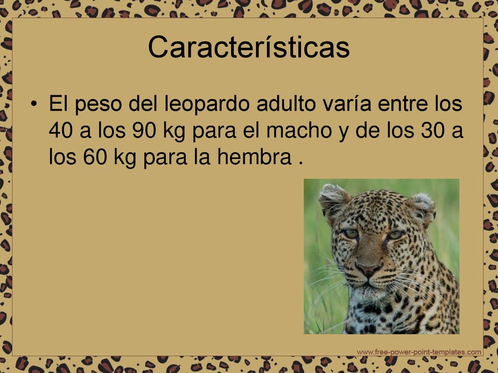 Características El peso del leopardo adulto varía entre los 40 a los 90 kg para el macho y de los 30 a los 60 kg para la hembra .