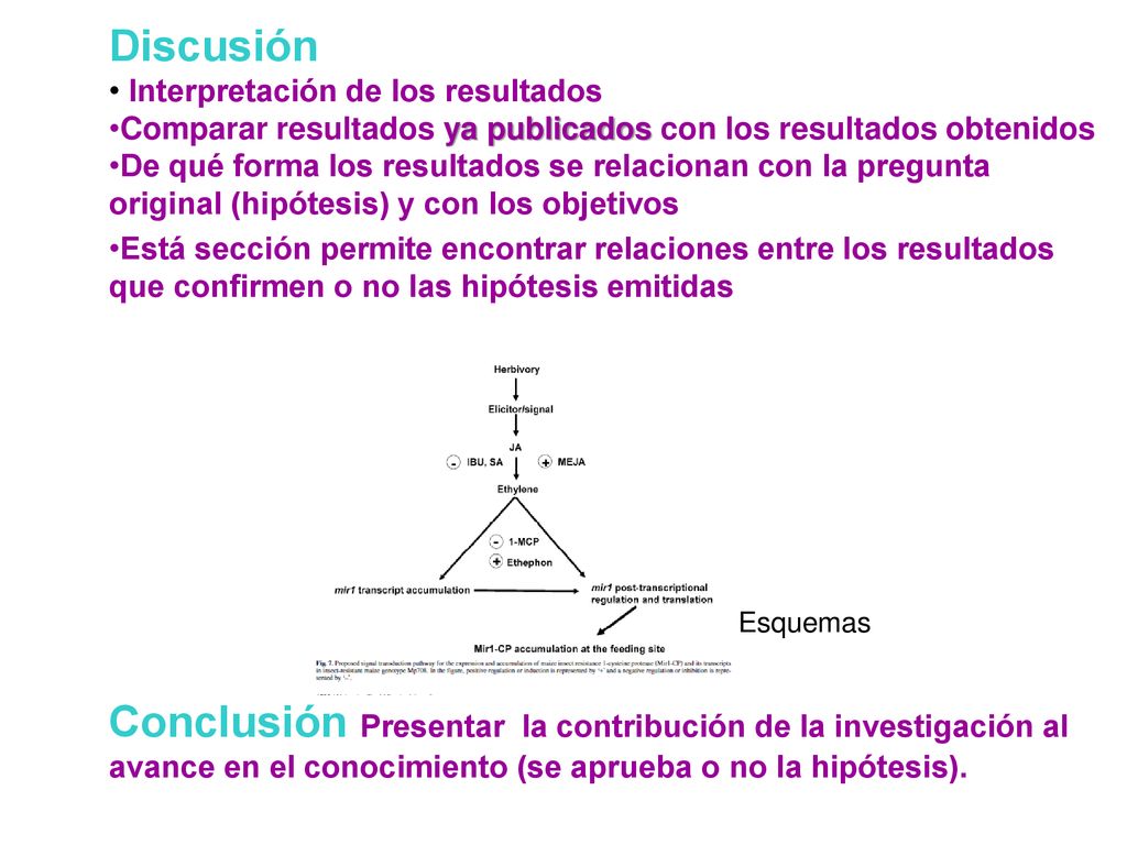 Discusión Interpretación de los resultados. Comparar resultados ya publicados con los resultados obtenidos.