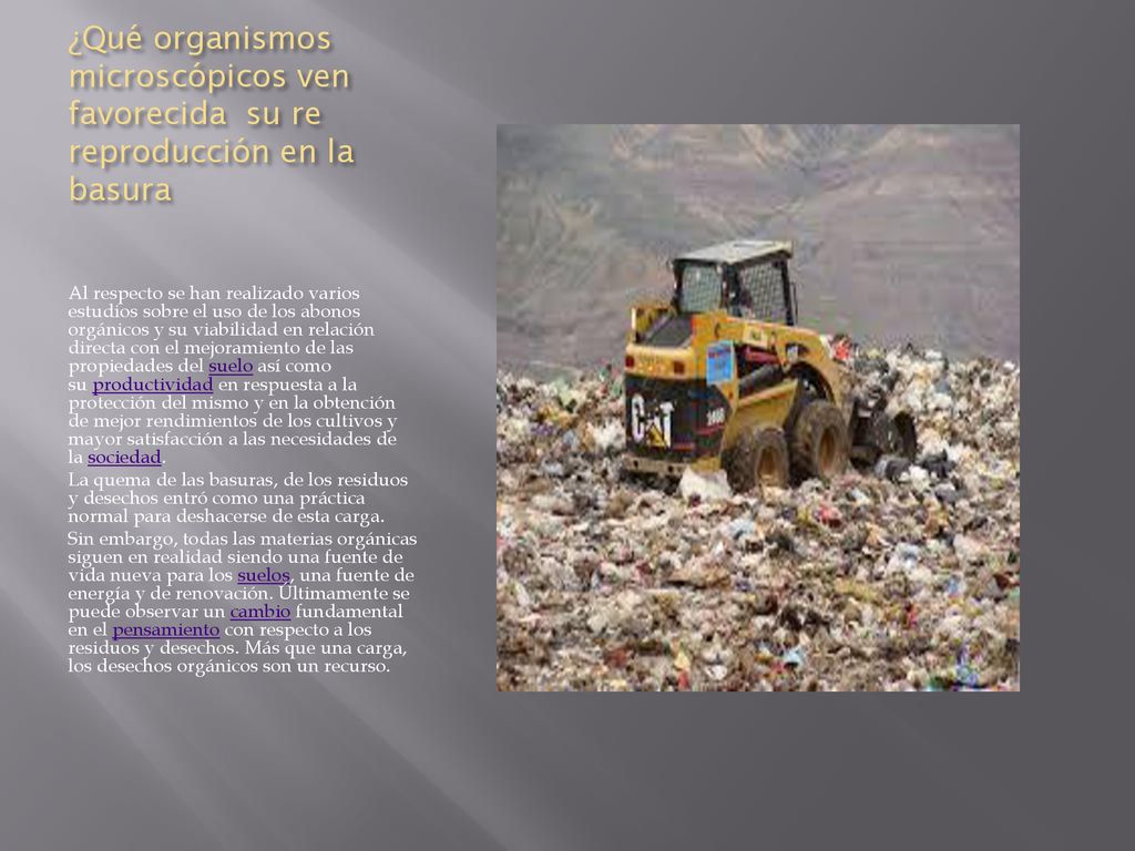 ¿Qué organismos microscópicos ven favorecida su re reproducción en la basura
