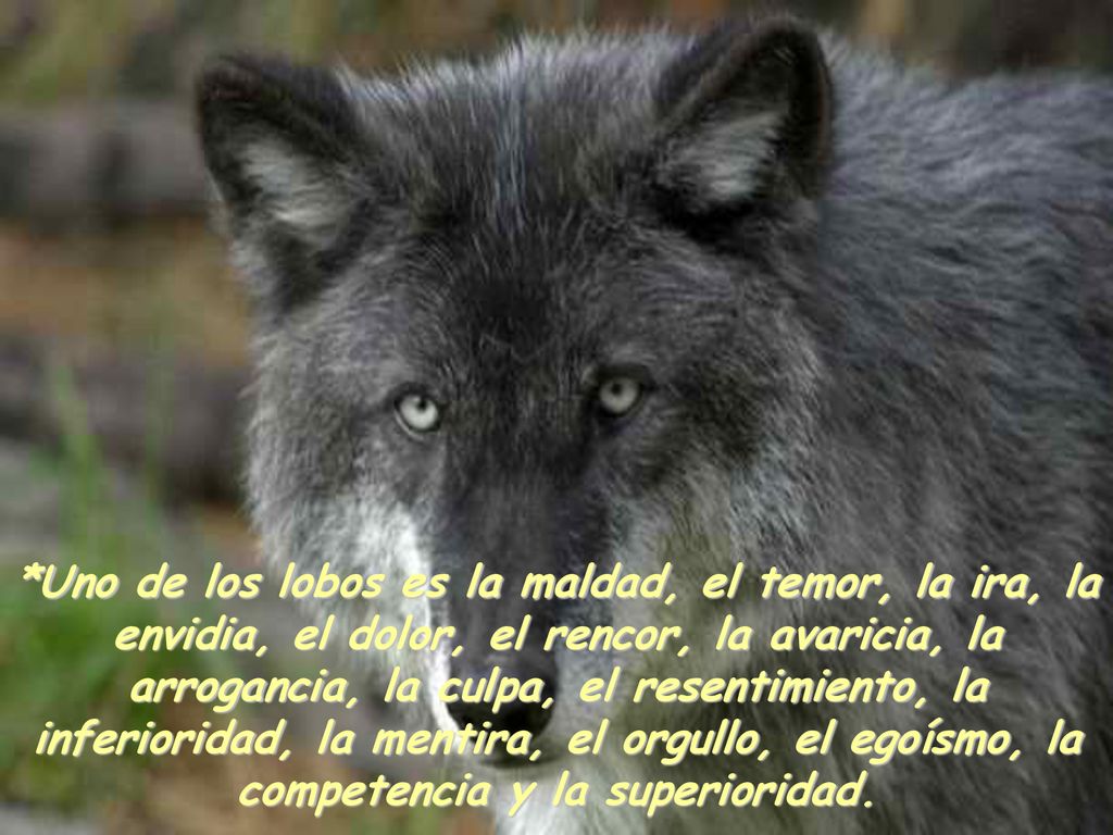 *Uno de los lobos es la maldad, el temor, la ira, la envidia, el dolor, el rencor, la avaricia, la arrogancia, la culpa, el resentimiento, la inferioridad, la mentira, el orgullo, el egoísmo, la competencia y la superioridad.