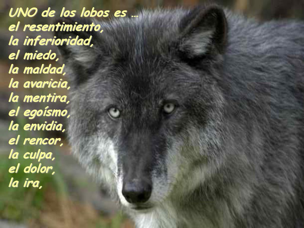 UNO de los lobos es … el resentimiento, la inferioridad, el miedo, la maldad, la avaricia, la mentira,