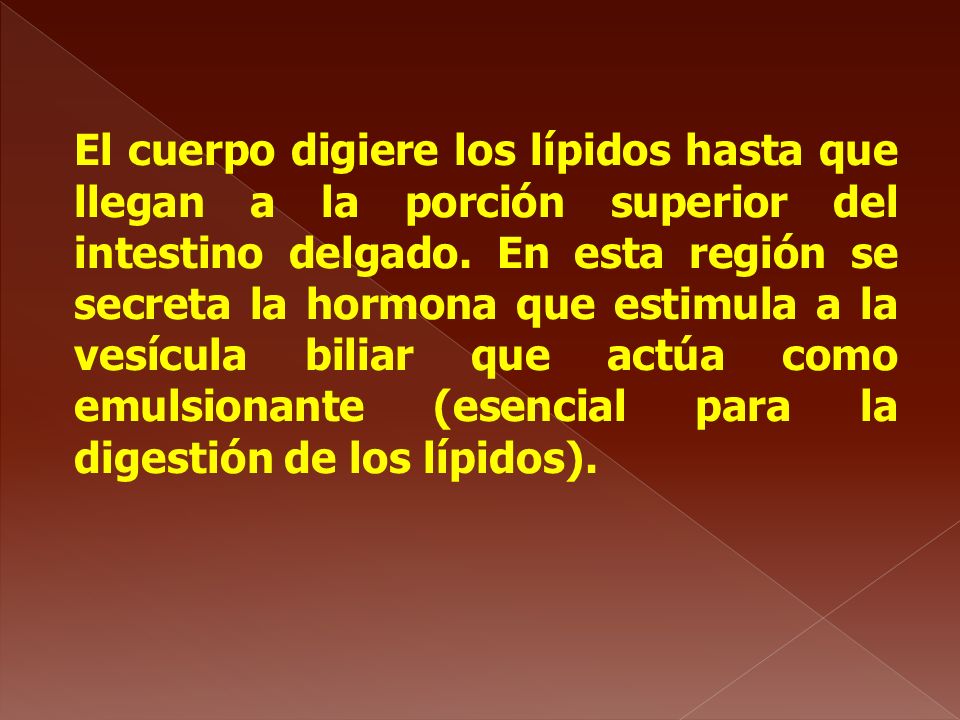 El cuerpo digiere los lípidos hasta que llegan a la porción superior del intestino delgado.