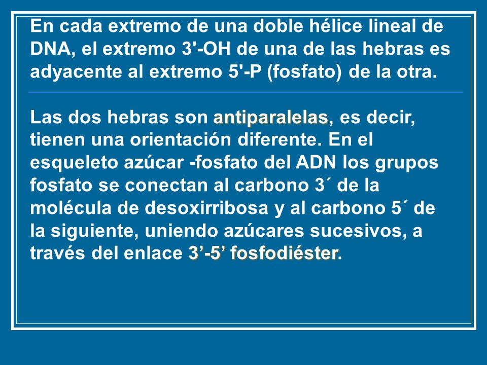 En cada extremo de una doble hélice lineal de DNA, el extremo 3 -OH de una de las hebras es adyacente al extremo 5 -P (fosfato) de la otra.