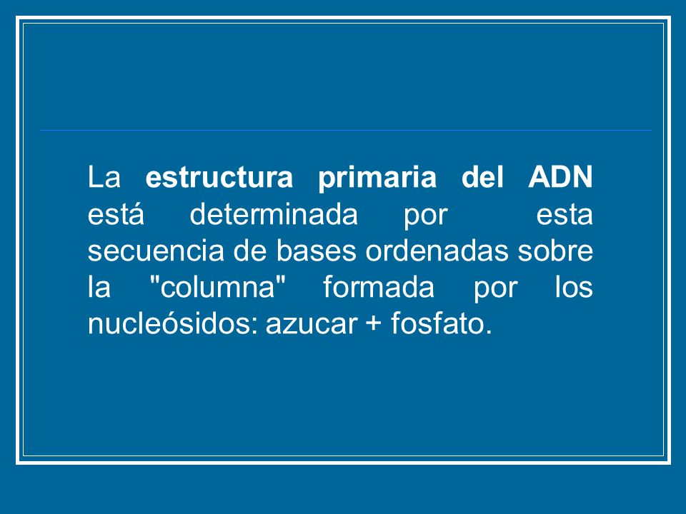 La estructura primaria del ADN está determinada por esta secuencia de bases ordenadas sobre la columna formada por los nucleósidos: azucar + fosfato.