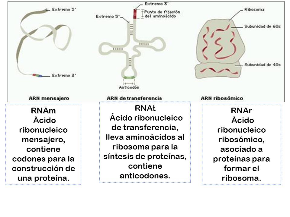RNAt Ácido ribonucleico de transferencia, lleva aminoácidos al ribosoma para la síntesis de proteínas, contiene anticodones.