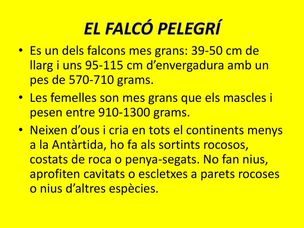 EL FALCÓ PELEGRÍ Es un dels falcons mes grans: cm de llarg i uns cm d’envergadura amb un pes de grams.