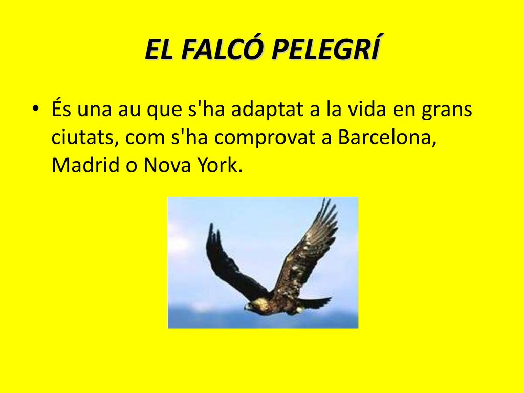 EL FALCÓ PELEGRÍ És una au que s ha adaptat a la vida en grans ciutats, com s ha comprovat a Barcelona, Madrid o Nova York.