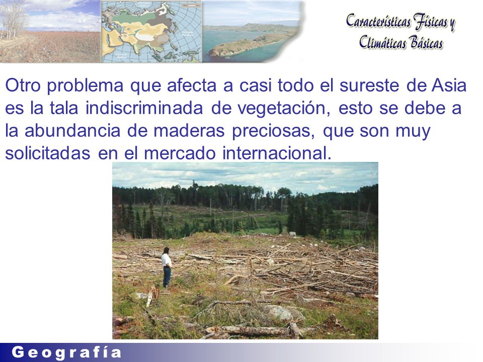 Otro problema que afecta a casi todo el sureste de Asia es la tala indiscriminada de vegetación, esto se debe a la abundancia de maderas preciosas, que son muy solicitadas en el mercado internacional.