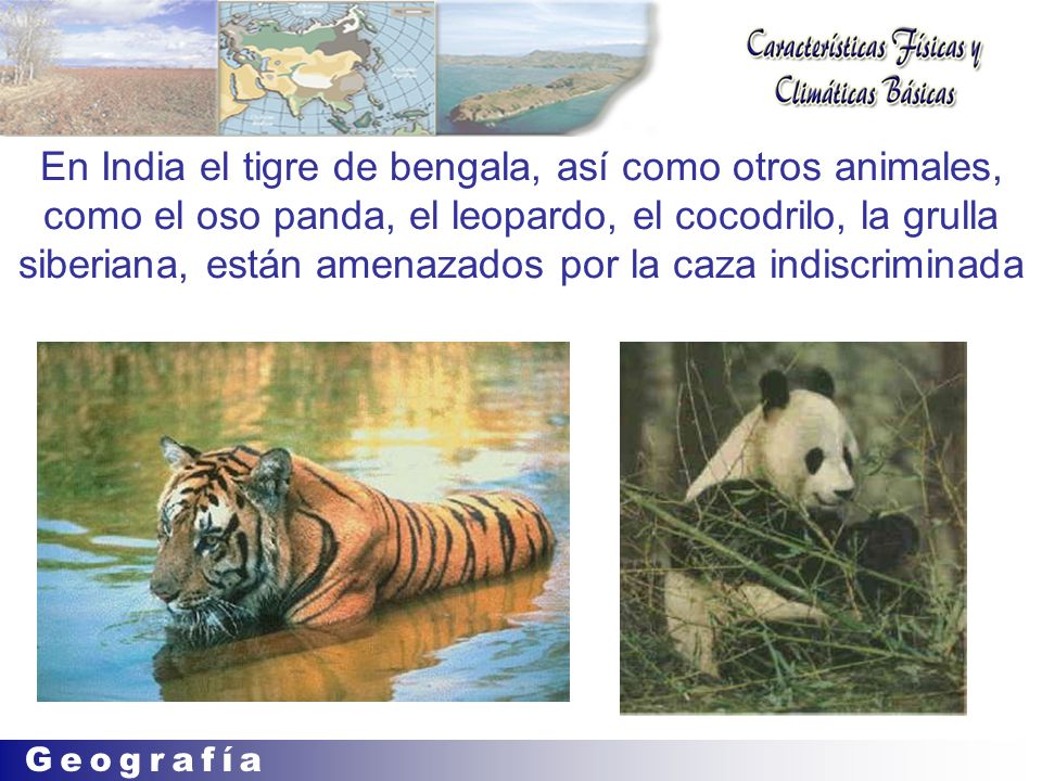 En India el tigre de bengala, así como otros animales, como el oso panda, el leopardo, el cocodrilo, la grulla siberiana, están amenazados por la caza indiscriminada