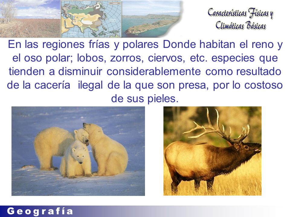 En las regiones frías y polares Donde habitan el reno y el oso polar; lobos, zorros, ciervos, etc.