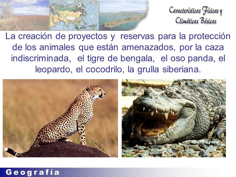 La creación de proyectos y reservas para la protección de los animales que están amenazados, por la caza indiscriminada, el tigre de bengala, el oso panda, el leopardo, el cocodrilo, la grulla siberiana.