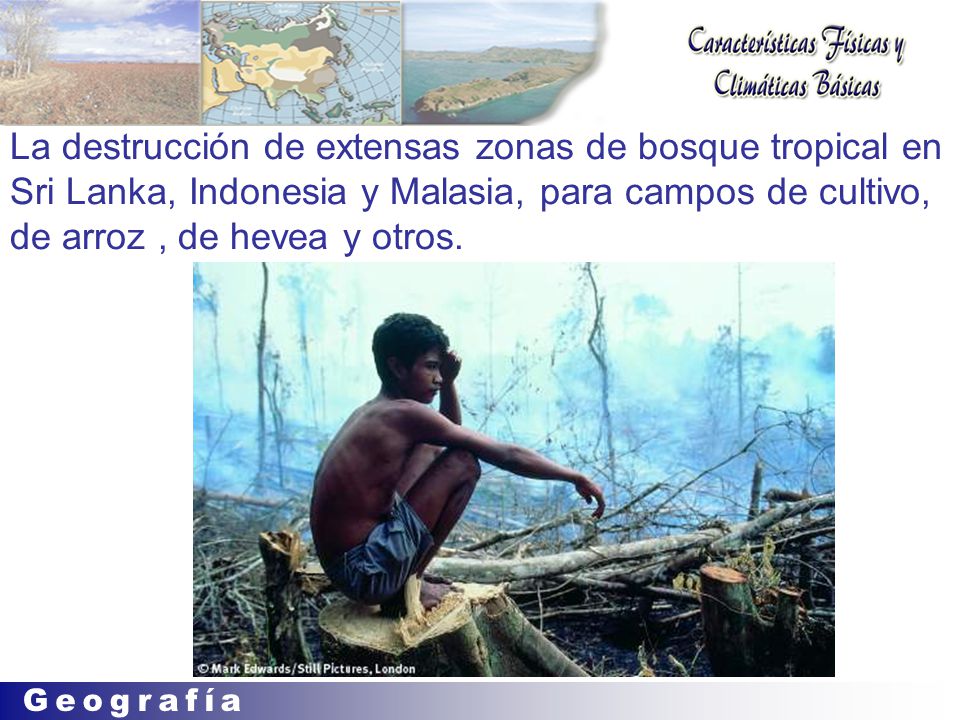 La destrucción de extensas zonas de bosque tropical en Sri Lanka, Indonesia y Malasia, para campos de cultivo, de arroz , de hevea y otros.