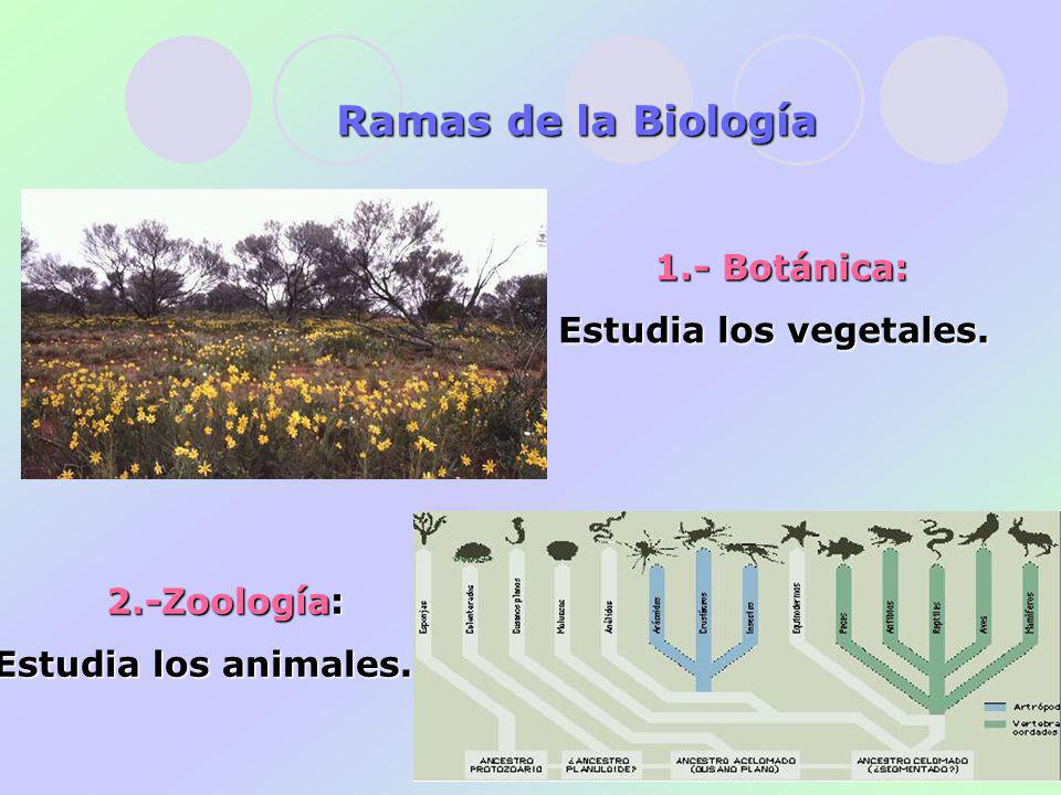 Ramas de la Biología 1.- Botánica: Estudia los vegetales. 2.-Zoología: