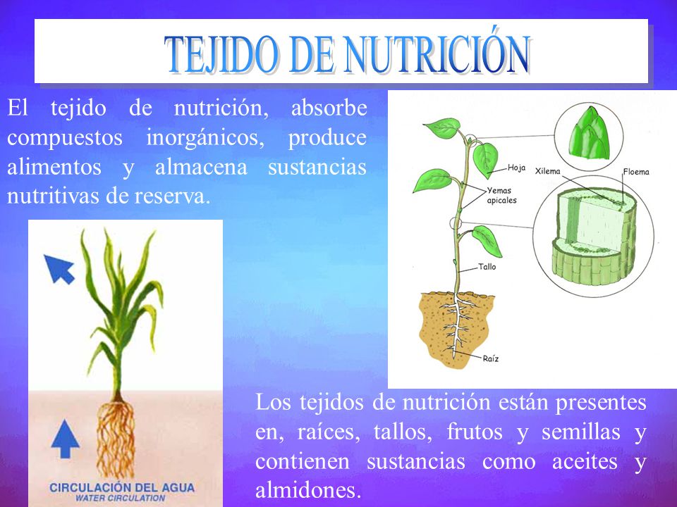 TEJIDO DE NUTRICIÓN El tejido de nutrición, absorbe compuestos inorgánicos, produce alimentos y almacena sustancias nutritivas de reserva.