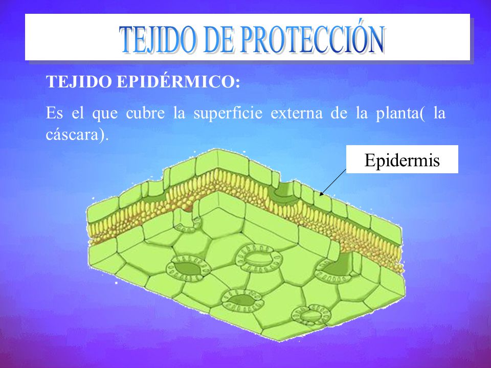 TEJIDO DE PROTECCIÓN Epidermis TEJIDO EPIDÉRMICO: