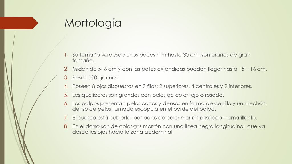 Morfología Su tamaño va desde unos pocos mm hasta 30 cm, son arañas de gran tamaño.