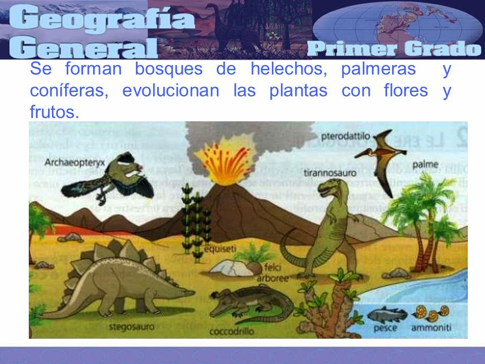 Se forman bosques de helechos, palmeras y coníferas, evolucionan las plantas con flores y frutos.