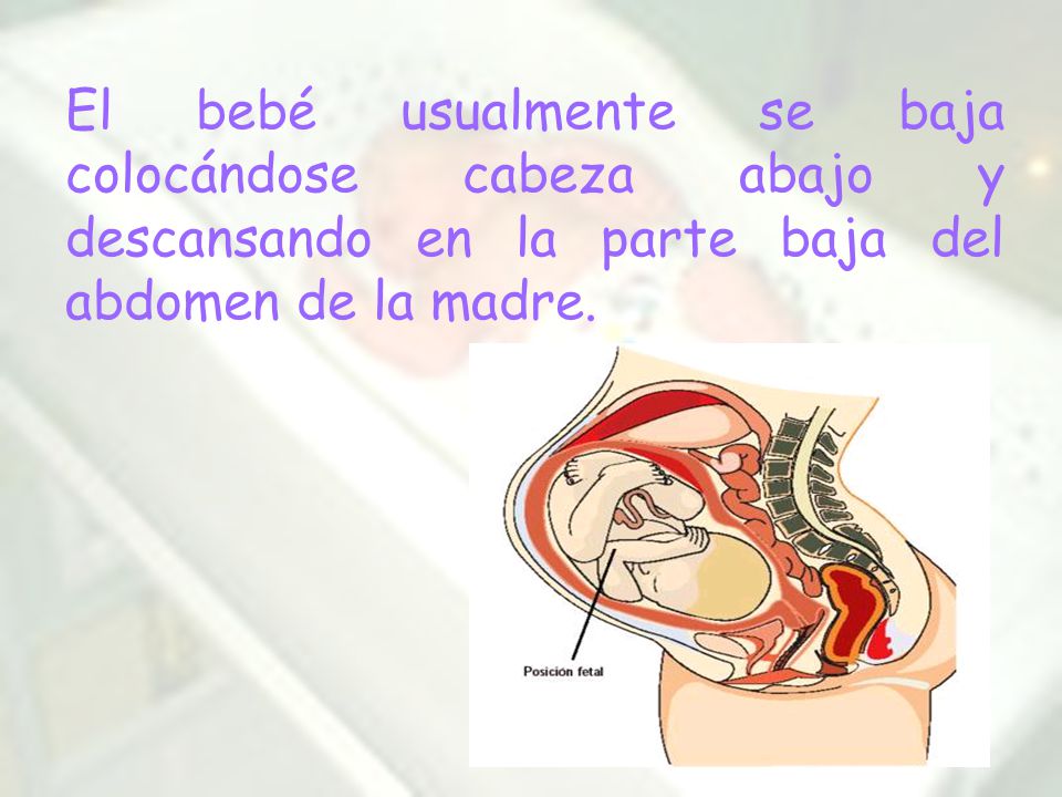 El bebé usualmente se baja colocándose cabeza abajo y descansando en la parte baja del abdomen de la madre.