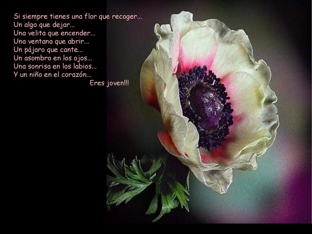 Si siempre tienes una flor que recoger. Un algo que dejar