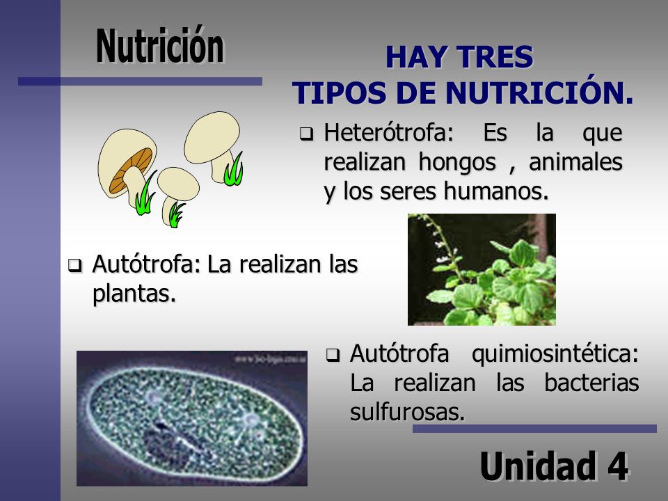 HAY TRES TIPOS DE NUTRICIÓN.