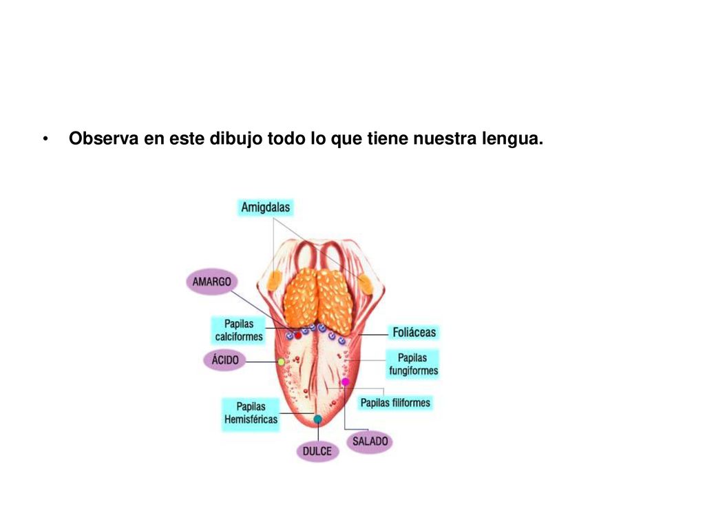 Observa en este dibujo todo lo que tiene nuestra lengua.