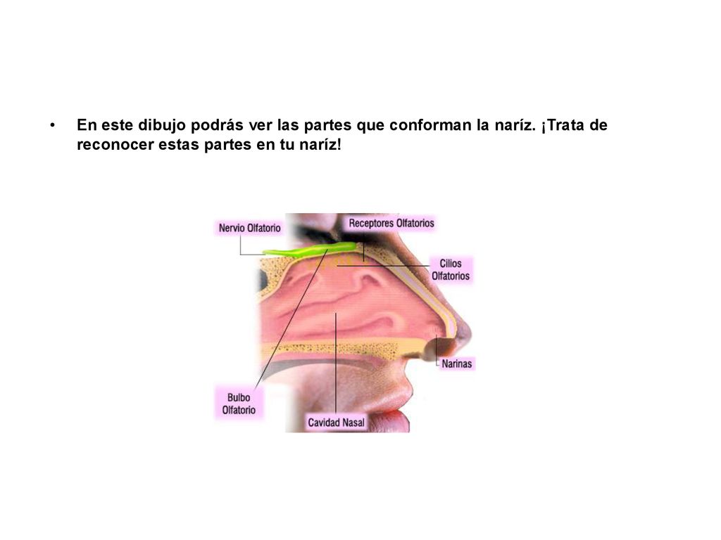 En este dibujo podrás ver las partes que conforman la naríz