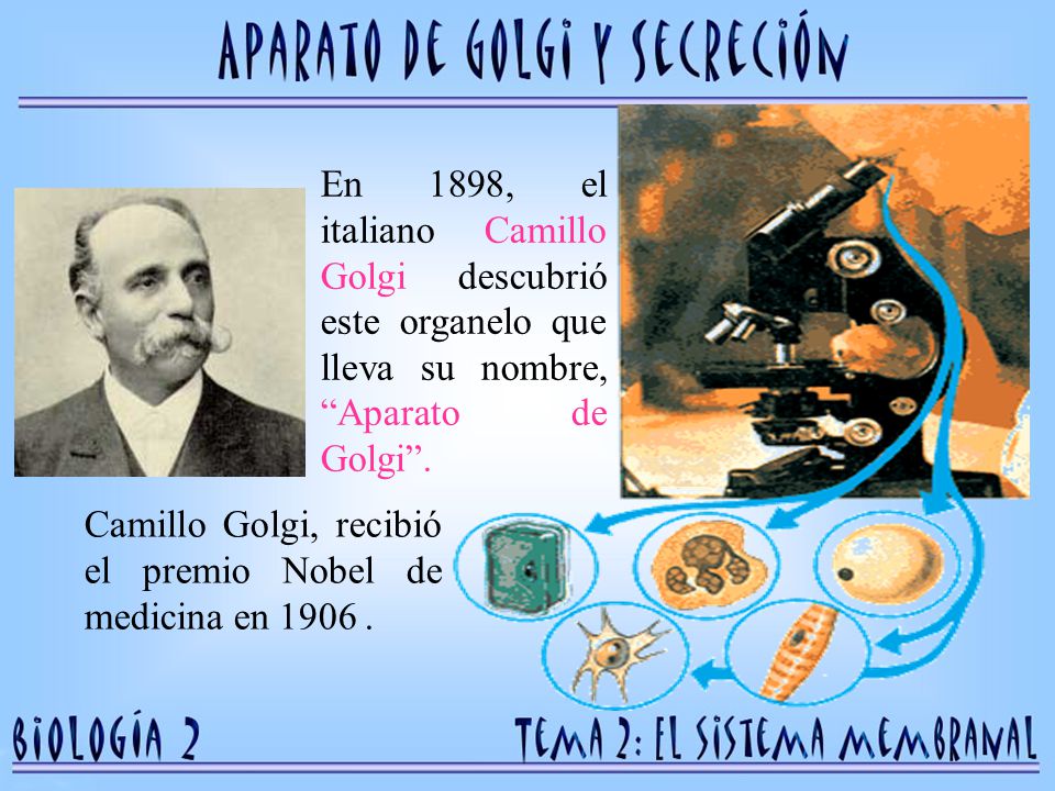 En 1898, el italiano Camillo Golgi descubrió este organelo que lleva su nombre, Aparato de Golgi .