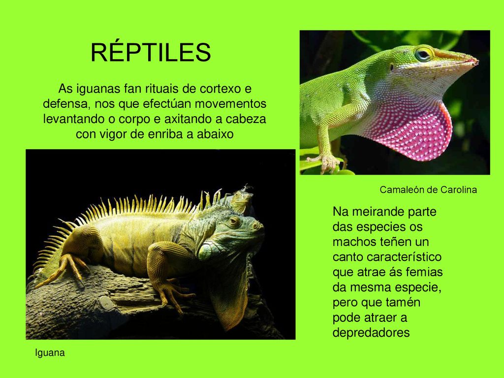 RÉPTILES As iguanas fan rituais de cortexo e defensa, nos que efectúan movementos levantando o corpo e axitando a cabeza con vigor de enriba a abaixo.