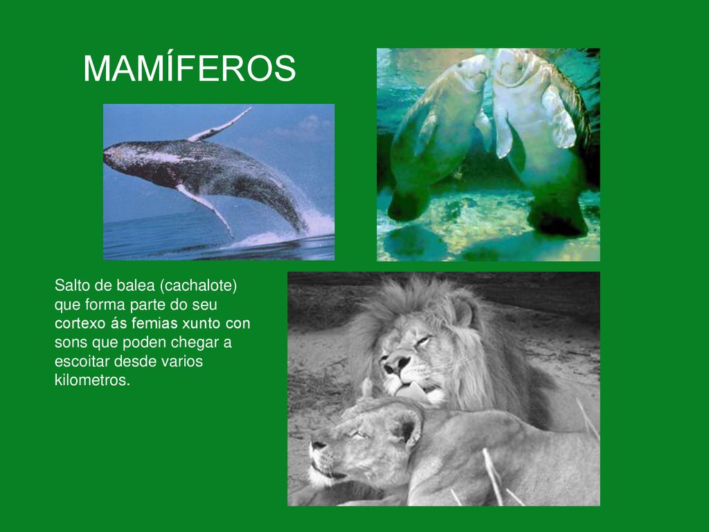 MAMÍFEROS Salto de balea (cachalote) que forma parte do seu cortexo ás femias xunto con sons que poden chegar a escoitar desde varios kilometros.