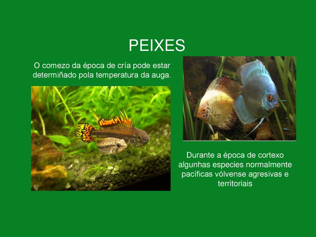 PEIXES O comezo da época de cría pode estar determiñado pola temperatura da auga.