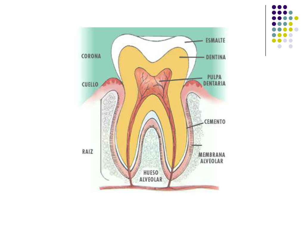 (a) The varied, omnivorous diet of humans has fostered the evolution of an unspecialized dentition that includes flat incisors for biting, pointed canines for tearing, premolars for grinding, and molars for crushing and chewing.