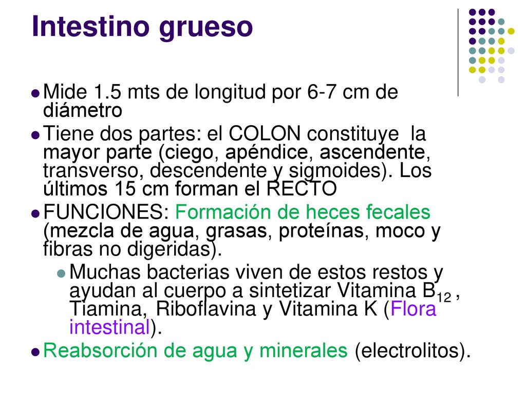 Intestino grueso Mide 1.5 mts de longitud por 6-7 cm de diámetro