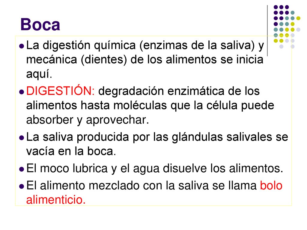 Boca La digestión química (enzimas de la saliva) y mecánica (dientes) de los alimentos se inicia aquí.