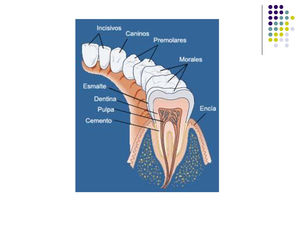 (a) The varied, omnivorous diet of humans has fostered the evolution of an unspecialized dentition that includes flat incisors for biting, pointed canines for tearing, premolars for grinding, and molars for crushing and chewing.