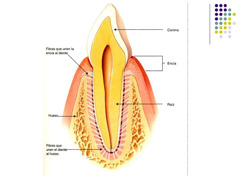 (a) The varied, omnivorous diet of humans has fostered the evolution of an unspecialized dentition that includes flat incisors for biting, pointed canines for tearing, premolars for grinding, and molars for crushing and chewing.