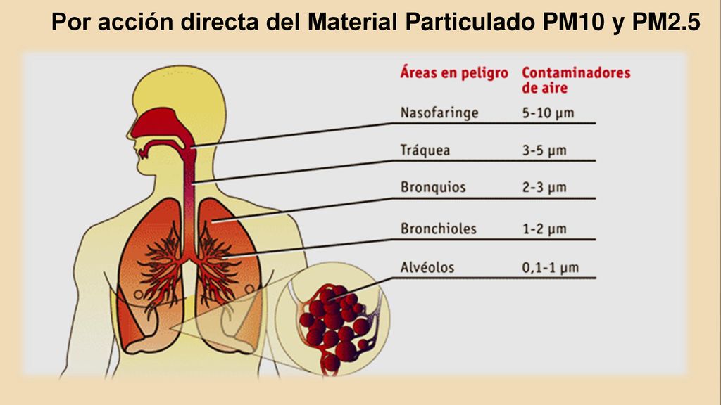 Por acción directa del Material Particulado PM10 y PM2.5